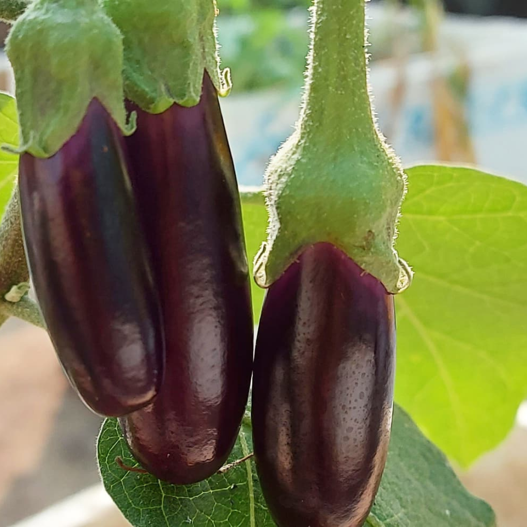 Xoru bengena (ছৰু বেঙেনা)